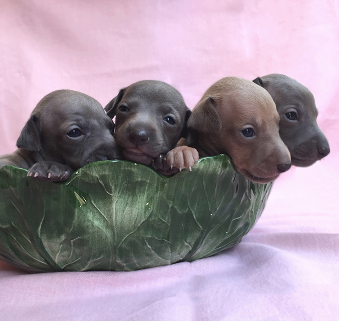 Cucciolata E
