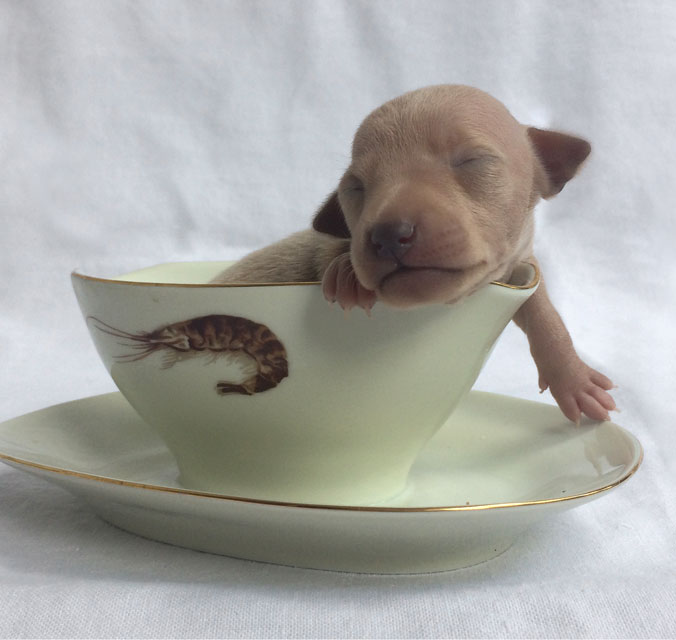 CUCCIOLATA P