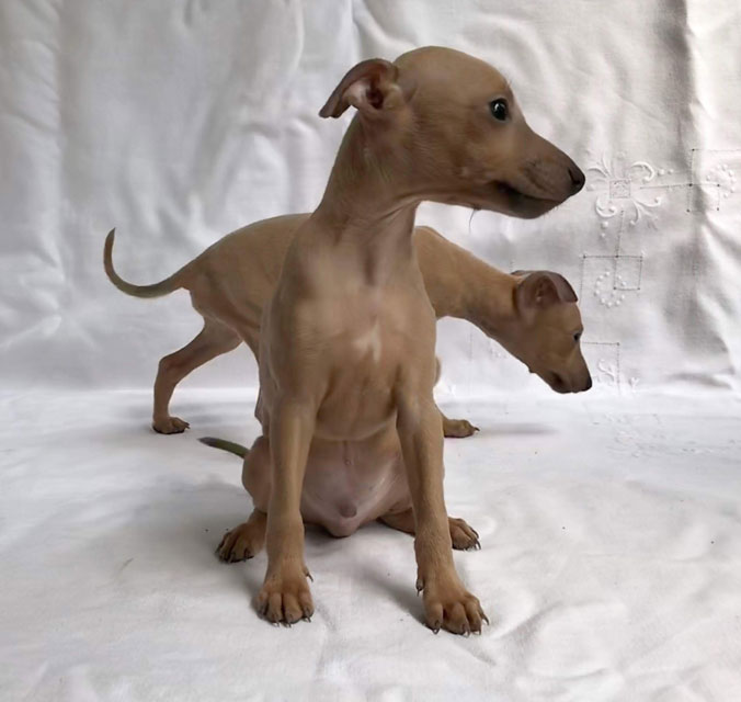 CUCCIOLATA V