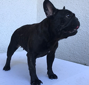 Agnelle